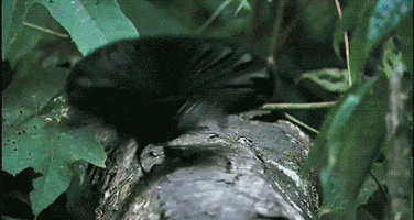 Wildlife gif. A male superb bird of paradise jumps in a semi-circle around a female in a courtship ritual., his black and light blue feathers extended in an oval shape around his head.