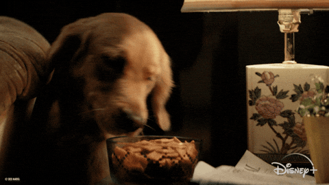  🐶 Does Your Dog Inhale Meals Faster Than a Vacuum? 🐶