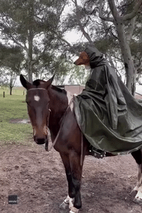 Rescue Dog Is Horse-Riding Natural in Hilarious TikTok Video