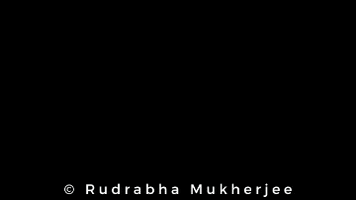 Bollywood GIF