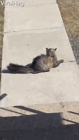 Cat Encounters 26 Mph Winds GIF by ViralHog