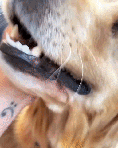 Love You Dog GIF by NOSAM