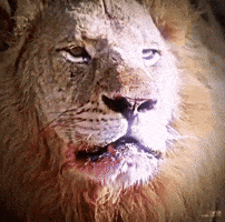 Ramcharan GIF