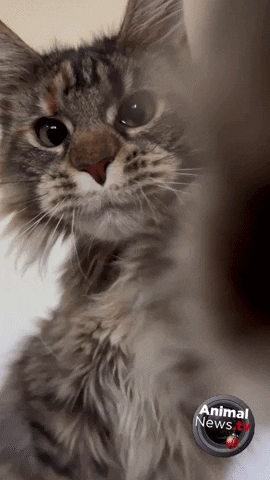 Maine Coon Cats GIF by AnimalNewsTV