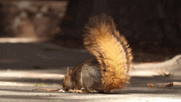 Fox Squirrel Squirrels GIF by PBS Digital Studios