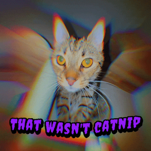 Cat Meme GIF
