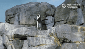 African Penguin Penguins GIF by Monterey Bay Aquarium