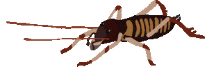 Bugs Insect Sticker by Zealandia Ecosanctuary