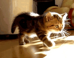 Kitten Stretching GIF