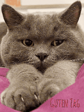 Cat Day GIF by Luisas-Tierwelt