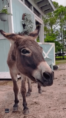 Funny Animals Donkey GIF by Storyful