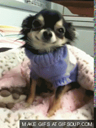 moe chihuahua GIF