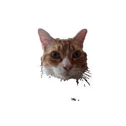 Cat Loop Sticker
