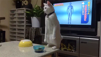Cat Video GIF