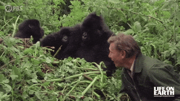David Attenborough Gorilla GIF by PBS