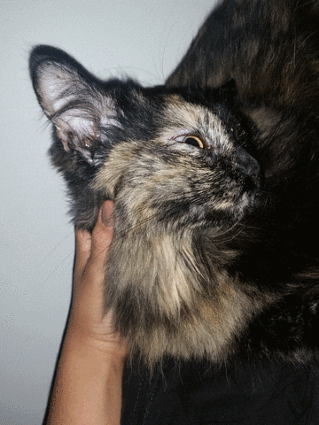 luckywhat cat hand petting bermie GIF