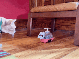 Cat Kitty GIF by Backyard Brains