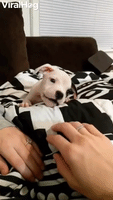 Spirited Puppy Sticks Out Her Tongue During Playti
