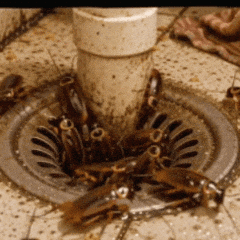 Cjp Coackroach GIF