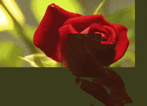 Valentines Day Rose GIF