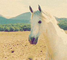 horse GIF