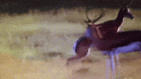 Antelope Jumping GIF