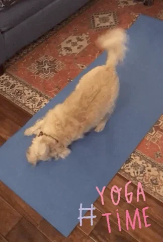 Yoga Sheldon GIF