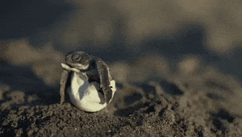 Marine Life Beach GIF by Oceana