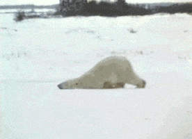 Tired Polar Bear GIF