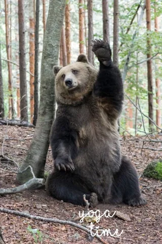 Brown Bear GIF