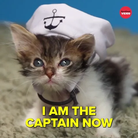 International Cat Day Cats GIF