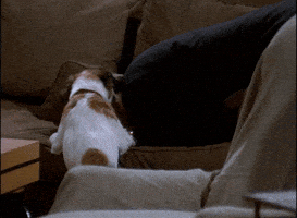 Wake Up What GIF by Paramount+