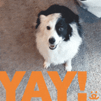 Hooray Reaction GIF by Best Friends Animal Society