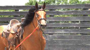 Eye Candy Horse GIF by Eye Candy Jumpers