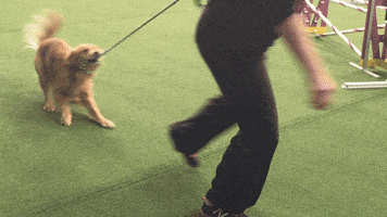 golden retriever dogs GIF by Westminster Kennel Club