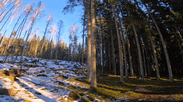 Golden Retriever Dogs GIF by Mall Grab