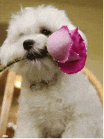dog puppy GIF