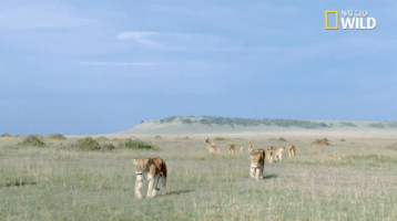 african cats big cat week GIF by Nat Geo Wild 