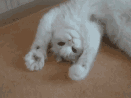 Cat Perfect Loops GIF
