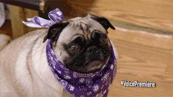 miley cyrus television GIF by The Voice