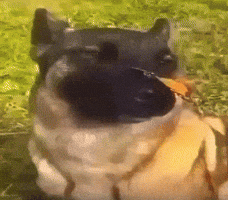 Dog Peace GIF