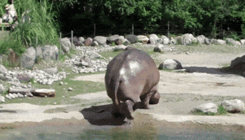 everyone hippo GIF