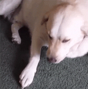 ☢️ The Bark-Byte | What’s in the Bowl? – Episode 2 - Toxic or Tasty?