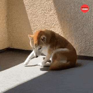 Dog Relaxing GIF by BuzzFeed