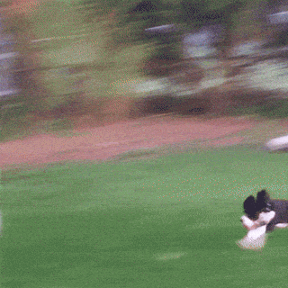 Dog Lol GIF by America's Funniest Home Videos