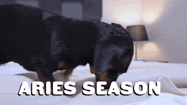 Zodiac Sign Dog GIF by Sealed With A GIF