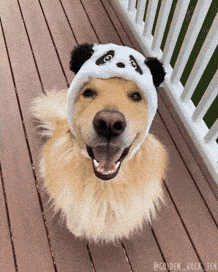 Happy Golden Retriever GIF
