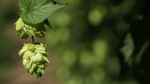 NC Hops Fest 2025: Craft Brews, Food Trucks, and Local Finds