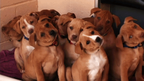 Starting Soon: Free Holistic Pet Care Conference