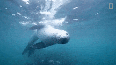 Singing Seals | Robo Rock | Tomato Potato